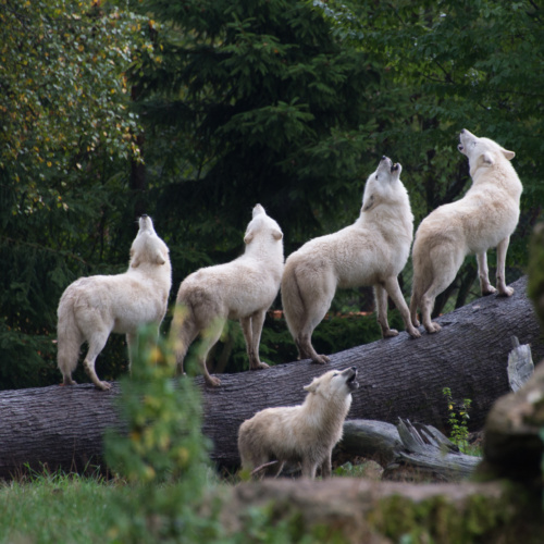 Ce que les loups peuvent apprendre à vos collaborateurs
